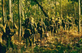 Vietnam TP6506 large Military A4 Photo Print