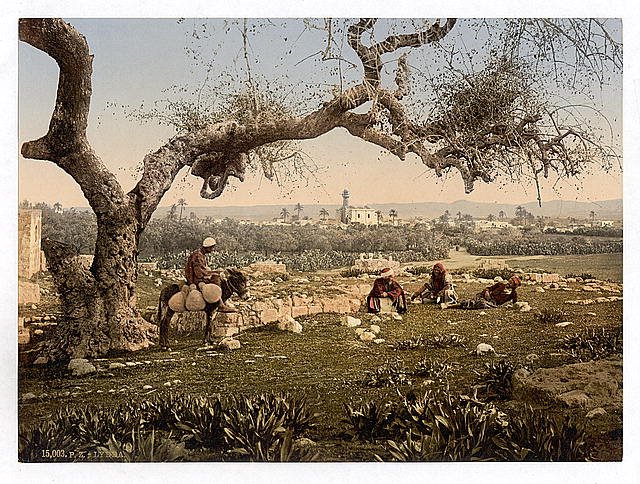 View from Southwest Lydda Vintage A4 Photo Print