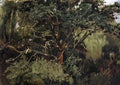 Viktor Vasnetsov akhtyrsky oak Art A4 Photo Print