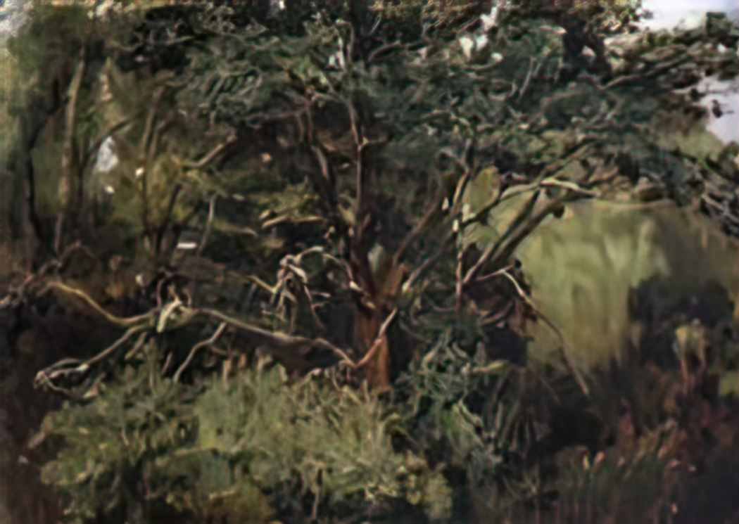 Viktor Vasnetsov akhtyrsky oak Art A4 Photo Print