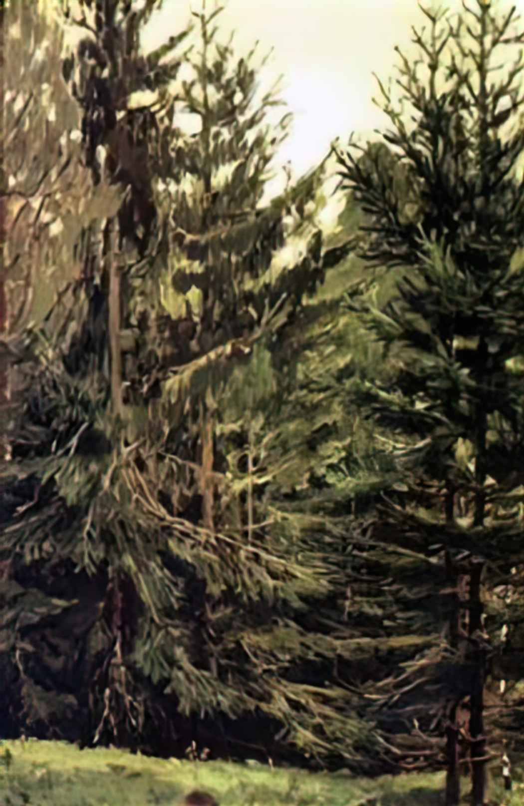 Viktor Vasnetsov edge of the spruce forest 1881 Art A4 Photo Print