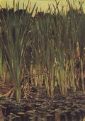 Viktor Vasnetsov sedge 1880 Art A4 Photo Print