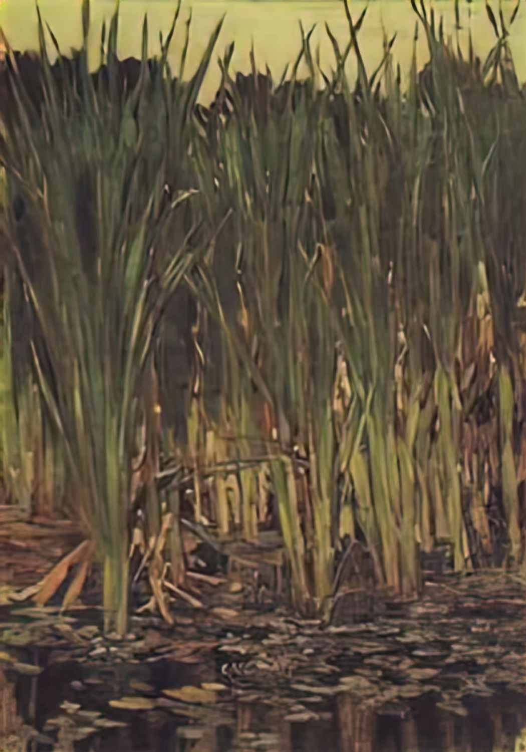 Viktor Vasnetsov sedge 1880 Art A4 Photo Print