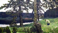 Viktor Vasnetsov the lake 1902 Art A4 Photo Print