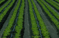 Vineyard Rows Spring A4 Photo Print