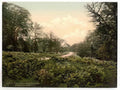 Vintage A View Near Speech House Forest Of Dean England A4 Photo Print