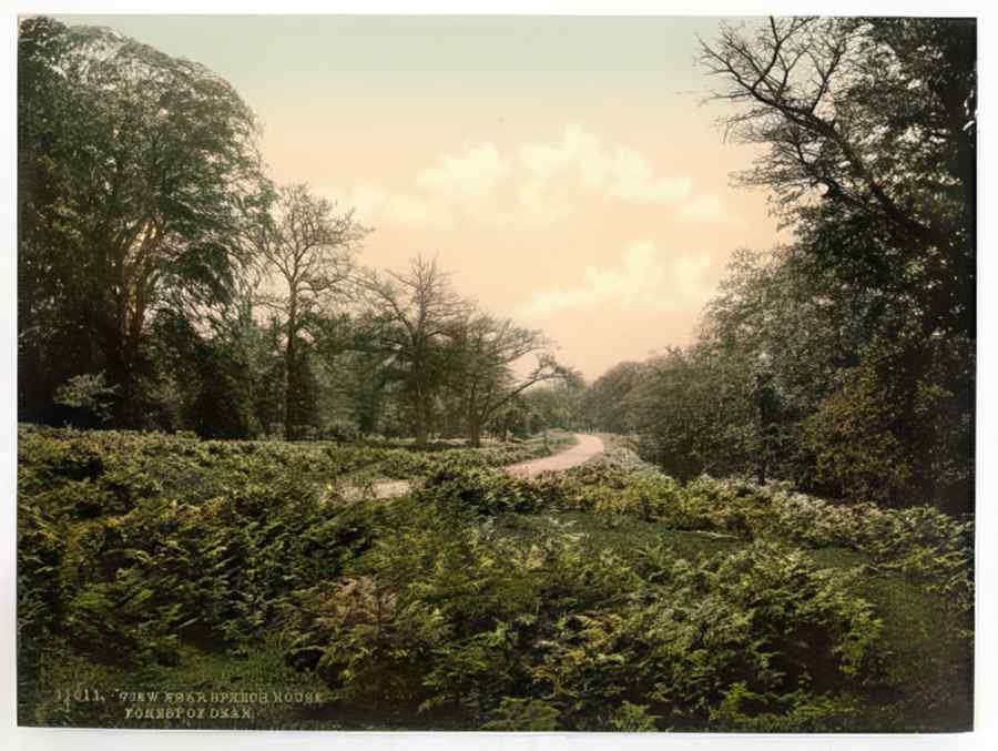 Vintage A View Near Speech House Forest Of Dean England A4 Photo Print