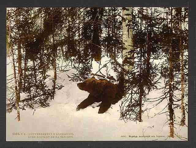 Vintage A bear coming out of his den A4 Photo Print