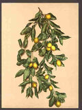 Vintage A branch of lemons Limone Lake Garda A4 Photo Print