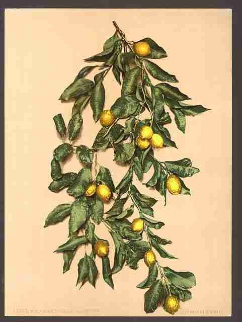 Vintage A branch of lemons Limone Lake Garda A4 Photo Print