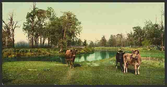 Vintage A pleasant pasture A4 Photo Print