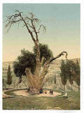 Vintage Abrahams tree Mamreh Hebron A4 Photo Print