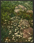 Vintage Adirondack mountain wild flowers A4 Photo Print
