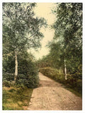 Vintage Brackendale The Drive Camberley England A4 Photo Print