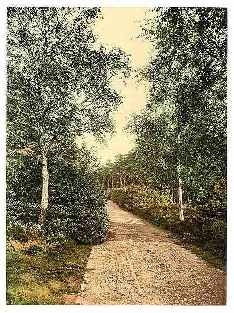 Vintage Brackendale the drive Camberley A4 Photo Print