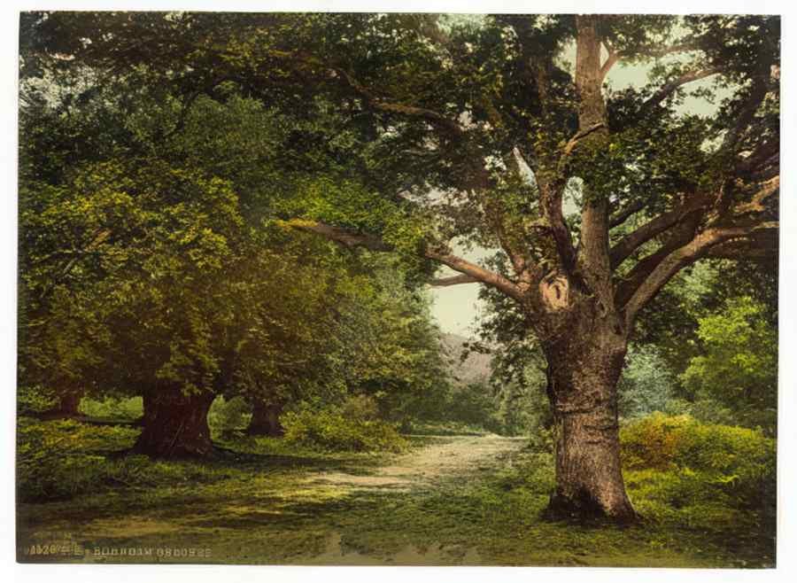 Vintage Burnham Beeches London And Suburbs England A4 Photo Print