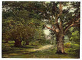 Vintage Burnham Beeches London and suburbs A4 Photo Print