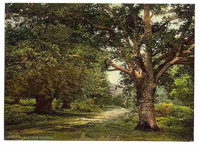 Vintage Burnham Beeches London and suburbs A4 Photo Print
