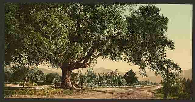 Vintage California Orange Grove Avenue Pasadena A4 Photo Print