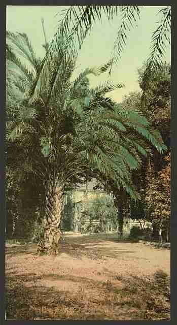 Vintage California Palms at Glen Annie A4 Photo Print