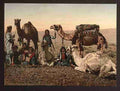 Vintage Camels halting in the desert A4 Photo Print