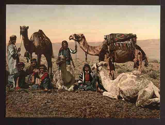 Vintage Camels halting in the desert A4 Photo Print