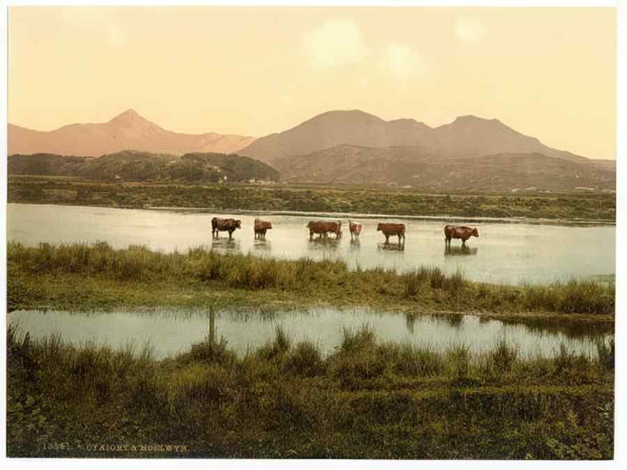 Vintage Cynicht And Moelwyn Cattle Study Wales A4 Photo Print