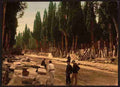 Vintage Cypresses and road Scutari Constantinople A4 Photo Print