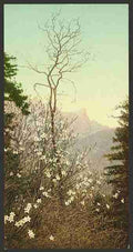 Vintage Dogwood blossoms A4 Photo Print