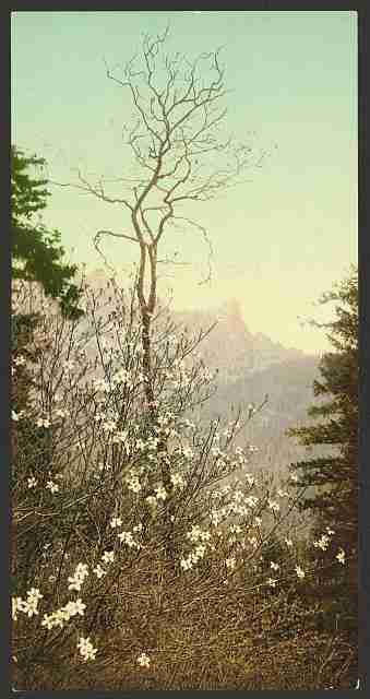 Vintage Dogwood blossoms A4 Photo Print