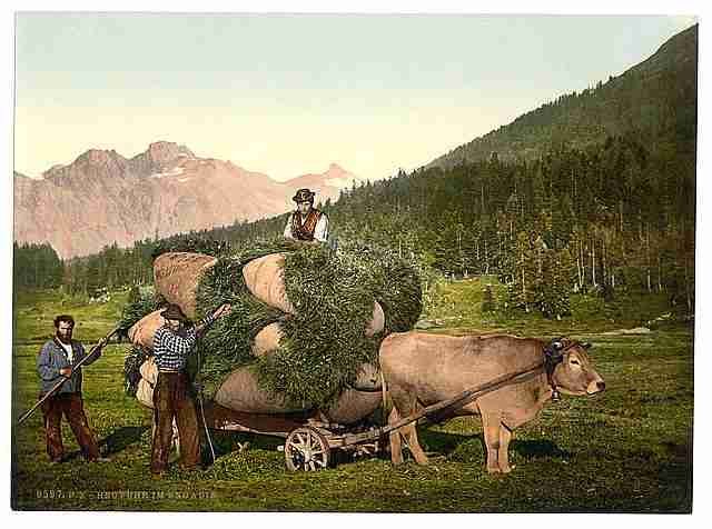 Vintage Engadine carrying hay in the Engadine Grisons A4 Photo Print