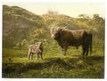 Vintage Father And Son Highland Cattle England A4 Photo Print