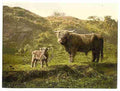 Vintage Father and son highland cattle A4 Photo Print