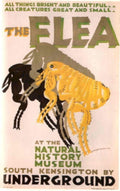 Vintage Flea Museum 1930s Vintage Retro Advert Poster