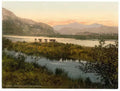 Vintage From Glaslyn Cattle Study Snowdon Wales A4 Photo Print