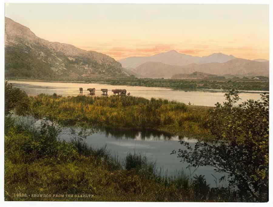 Vintage From Glaslyn Cattle Study Snowdon Wales A4 Photo Print