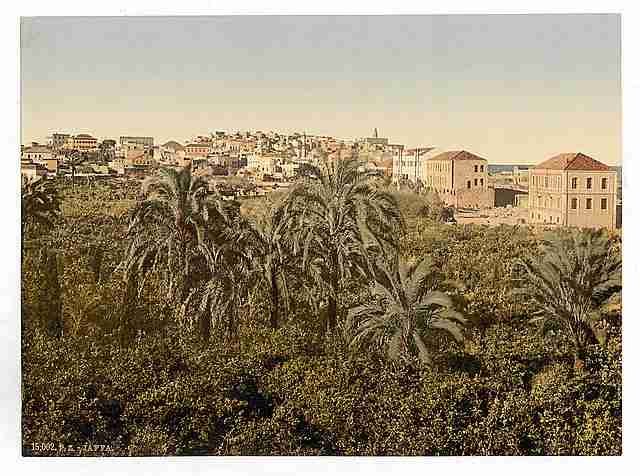 Vintage From the garden Jaffa A4 Photo Print