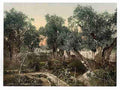 Vintage Garden of Gethsemane Jerusalem A4 Photo Print