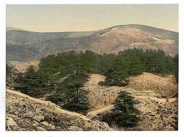 Vintage General view of the cedars of Lebanon A4 Photo Print