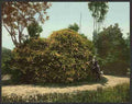 Vintage Gold of Ophir rose bush A4 Photo Print