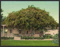 Vintage Gold of Ophir roses Pasadena A4 Photo Print
