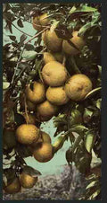 Vintage Grape fruit A4 Photo Print