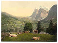 Vintage Grindelwald cows in pasture Bernese Oberland A4 Photo Print