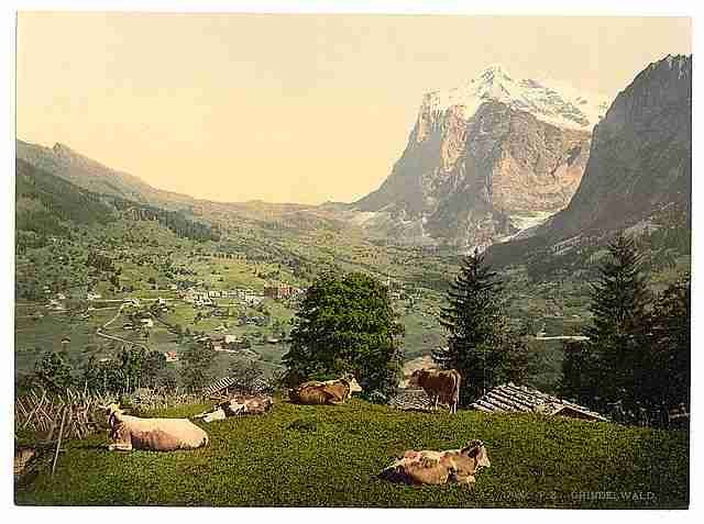 Vintage Grindelwald cows in pasture Bernese Oberland A4 Photo Print