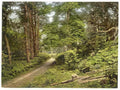 Vintage In The Woods Sheringham England A4 Photo Print