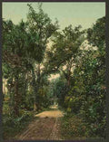 Vintage In the Ormond Hammock A4 Photo Print