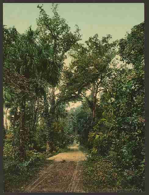 Vintage In the Ormond Hammock A4 Photo Print