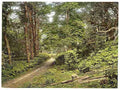 Vintage In the woods Sheringham A4 Photo Print
