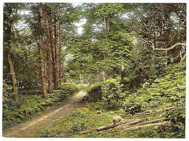 Vintage In the woods Sheringham A4 Photo Print