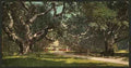 Vintage Live oaks at Berkely College A4 Photo Print